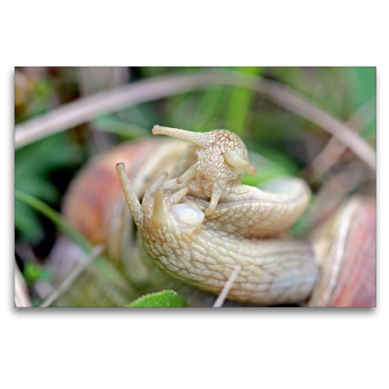 Paarung der Weinbergschnecke (Helix pomatia)