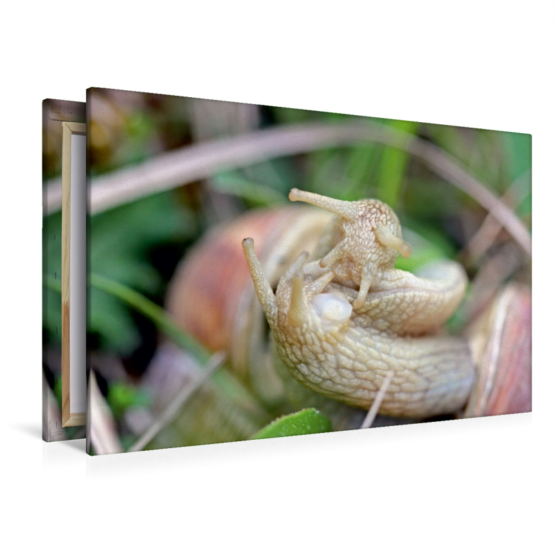 Paarung der Weinbergschnecke (Helix pomatia)