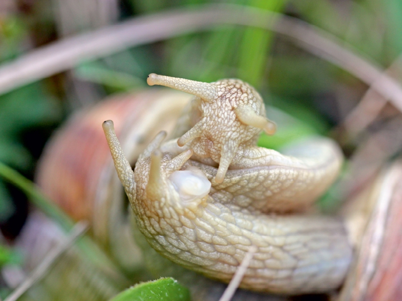 Paarung der Weinbergschnecke (Helix pomatia)