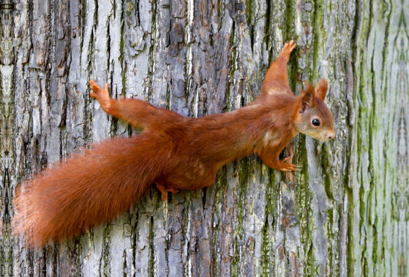 Eichhörnchen