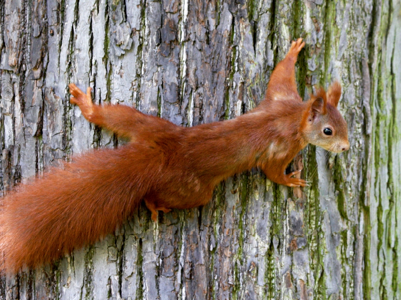 Eichhörnchen