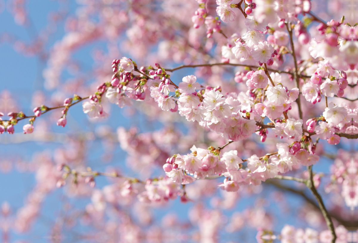 Mandelblüten Baum