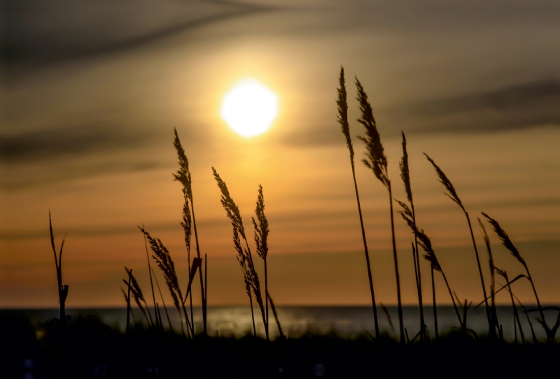 Gräser an der Ostsee