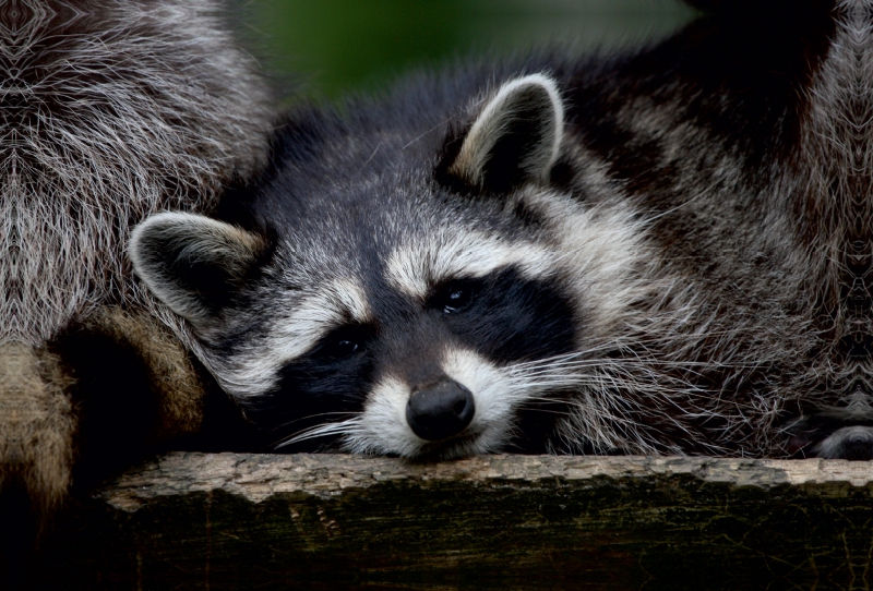 Waschbär