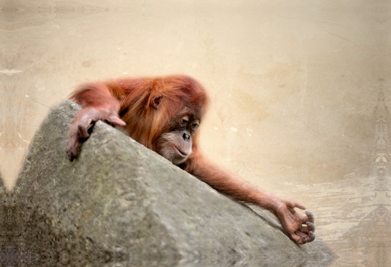 Kleiner Orang Utan