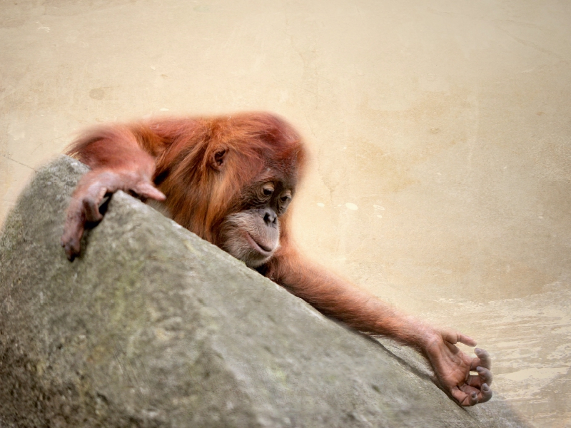 Kleiner Orang Utan