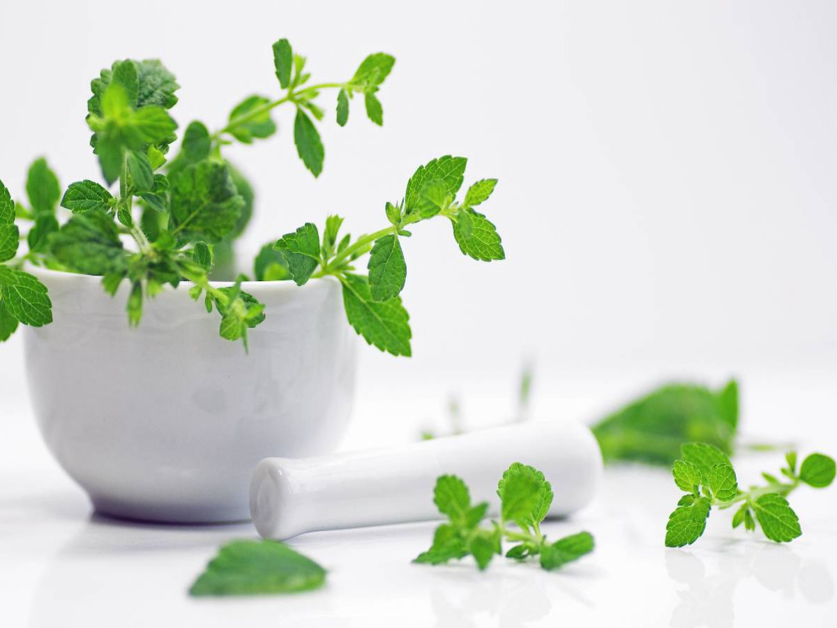 Melissa officinalis, frische Kräuter der Gesundheit