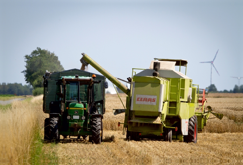 Weizenernte wird verladen