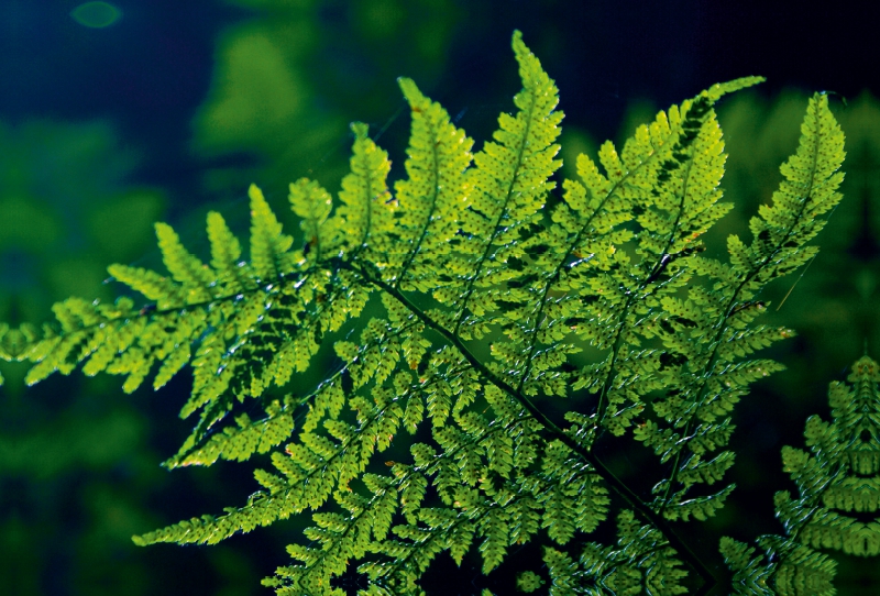 GRÜN .  Die Kraft der Natur