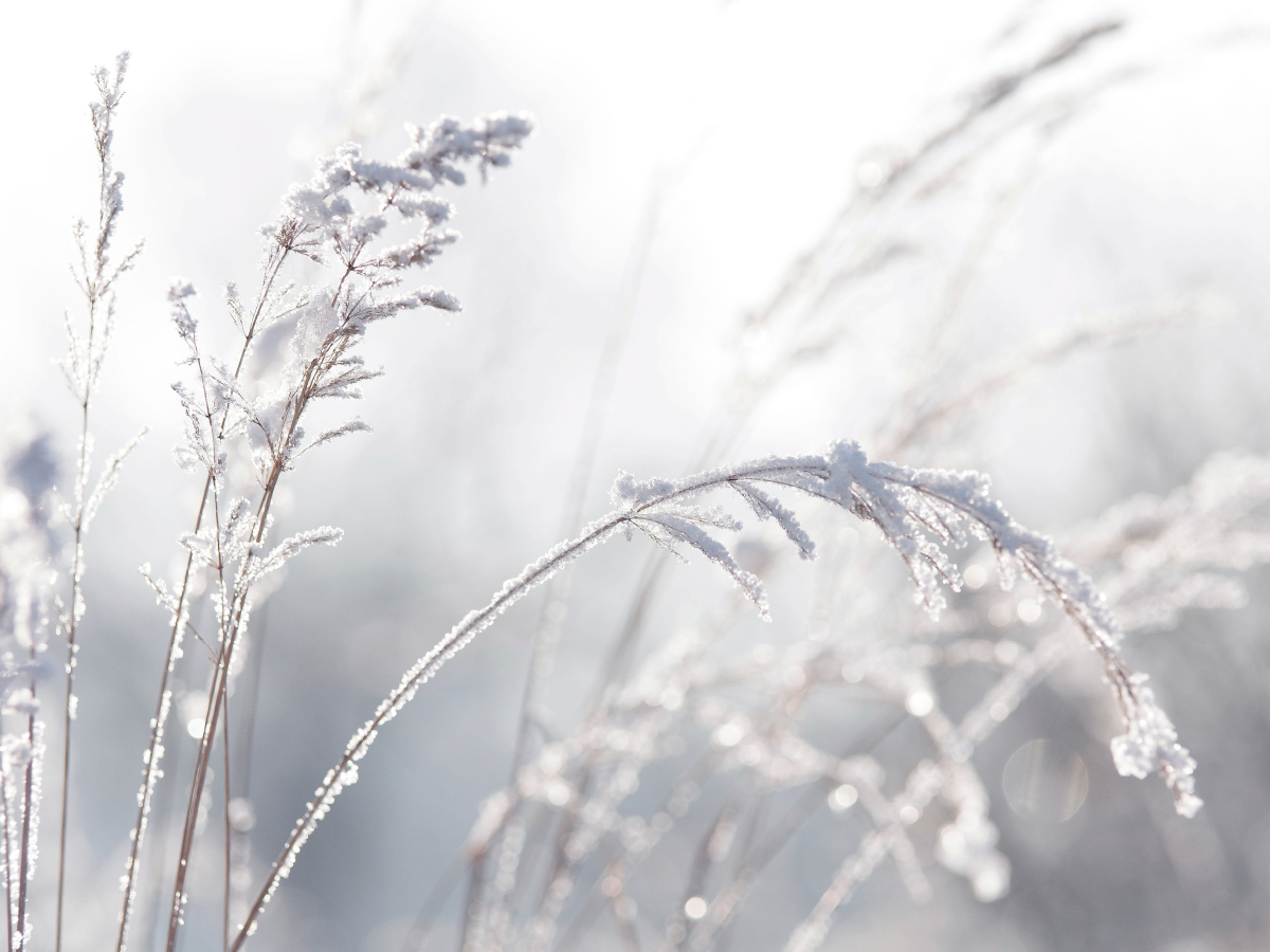 Wintergräser