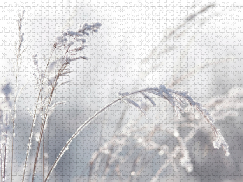 Wintergräser
