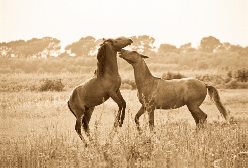 Ein Motiv aus dem Kalender Tanz der wilden Pferde in der Camargue