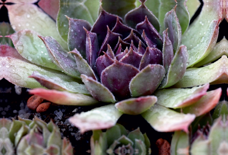 Sempervivum Tesoro