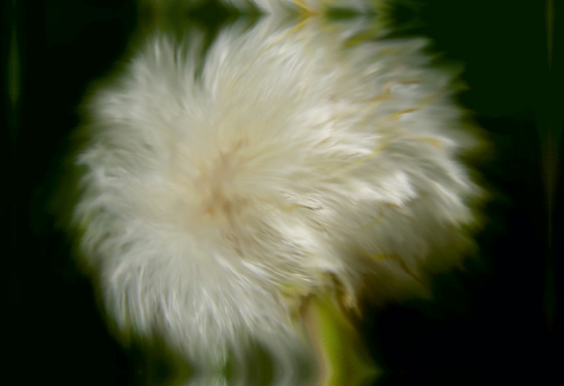 Wilde Pusteblume