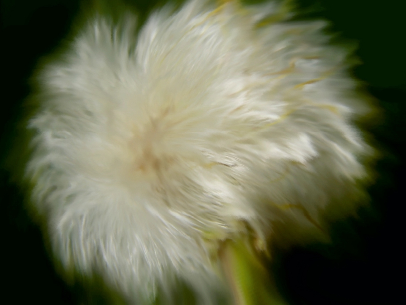 Wilde Pusteblume