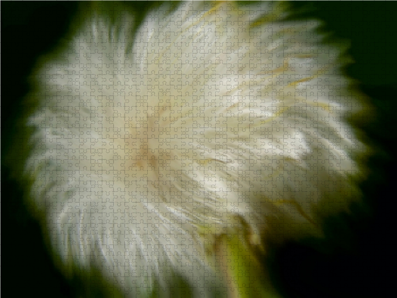 Wilde Pusteblume