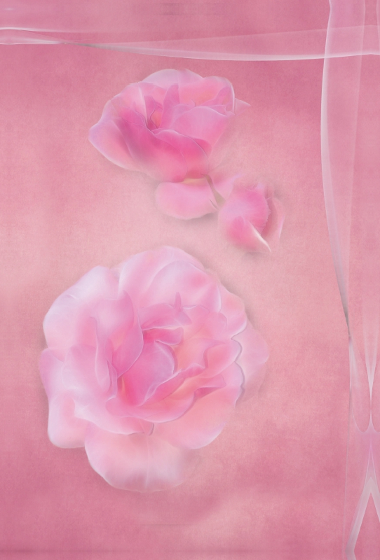Die zarten Rosenblüten