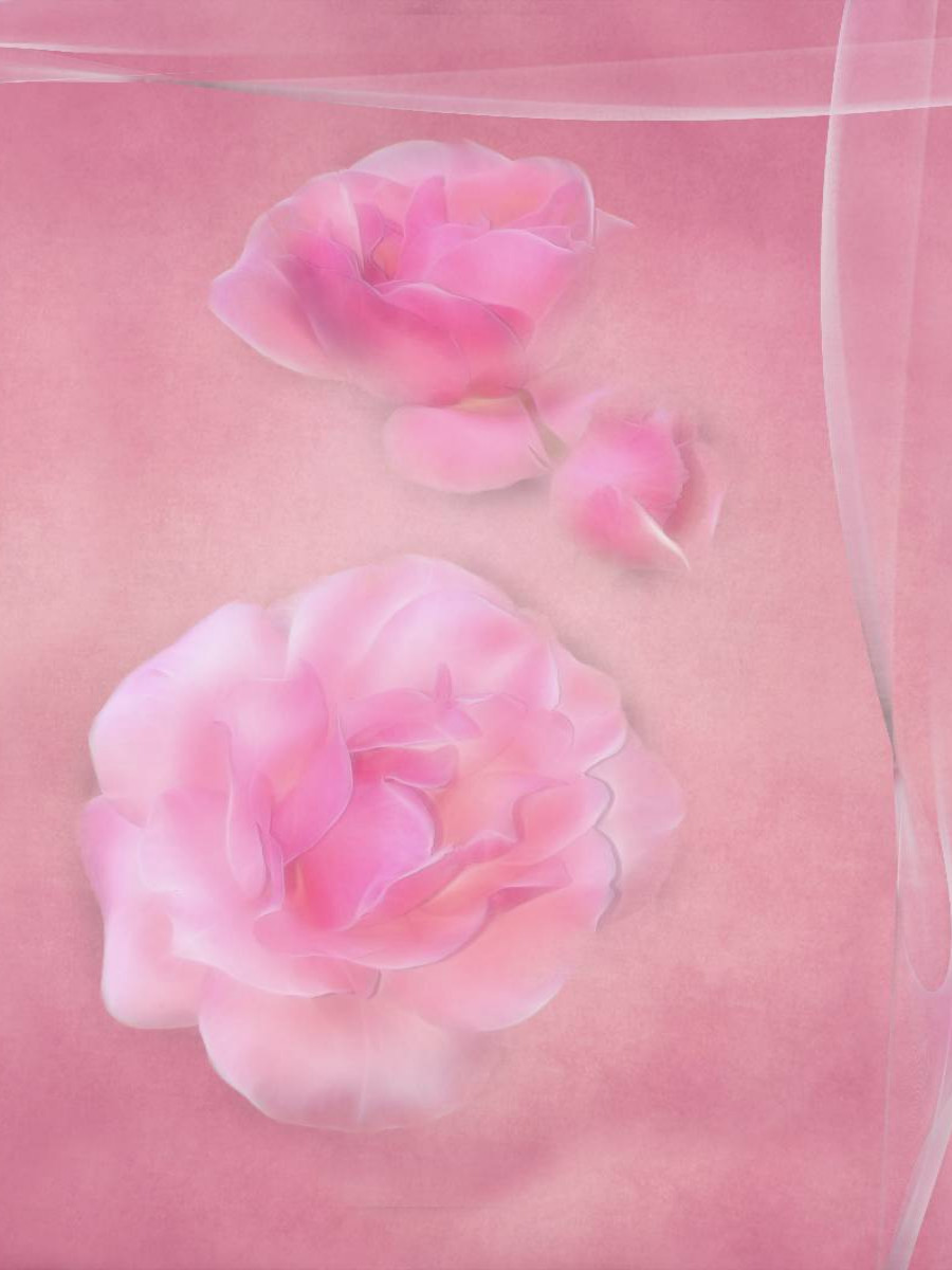 Die zarten Rosenblüten