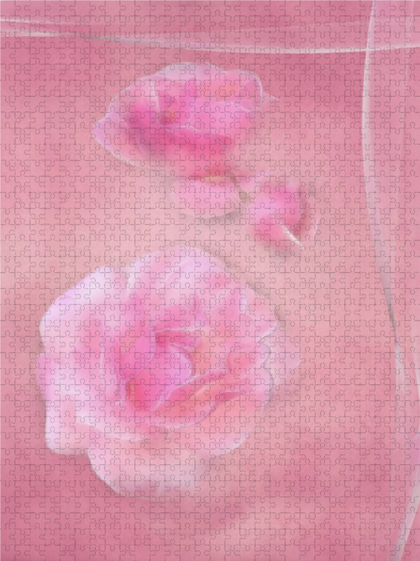 Die zarten Rosenblüten