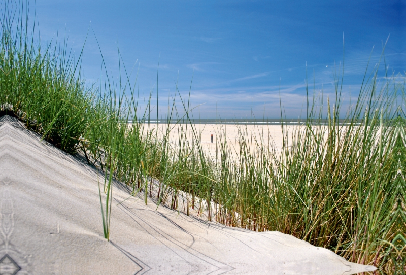 Düne mit Strandgras