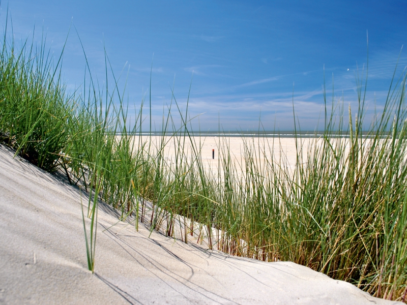 Düne mit Strandgras