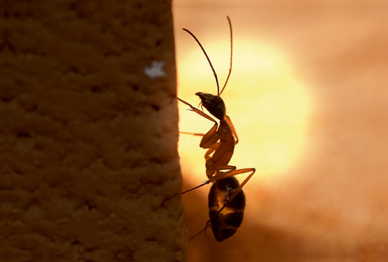 Camponotus nigriceps