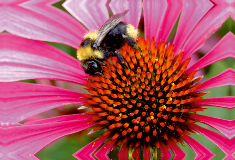 Hummel auf Echinacea