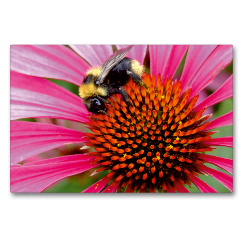 Hummel auf Echinacea