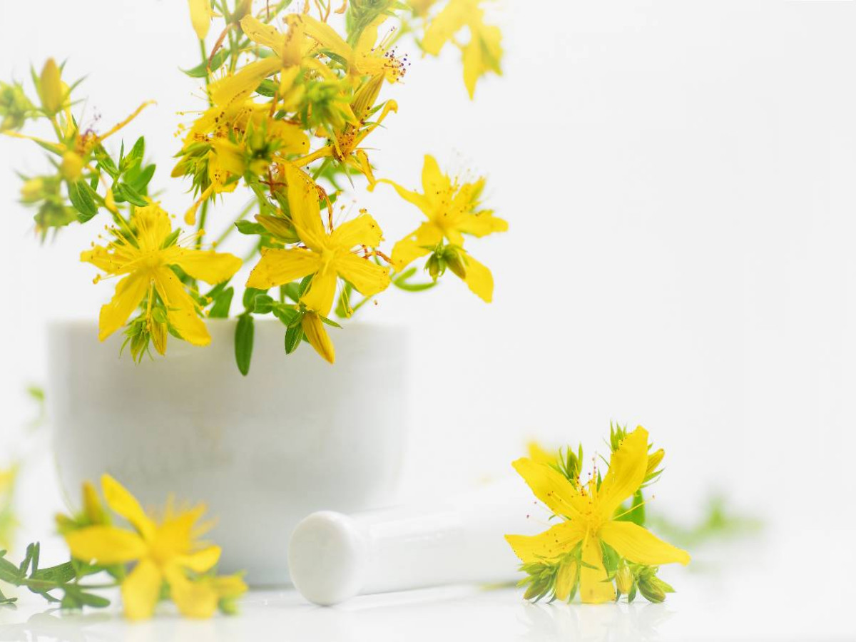 Hypericum perforatum; Johanniskraut