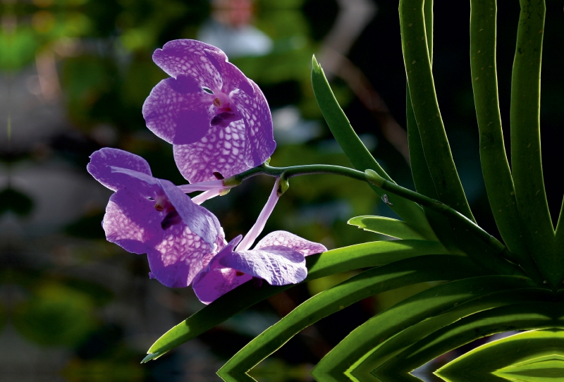 Orchidee im Gegenlicht