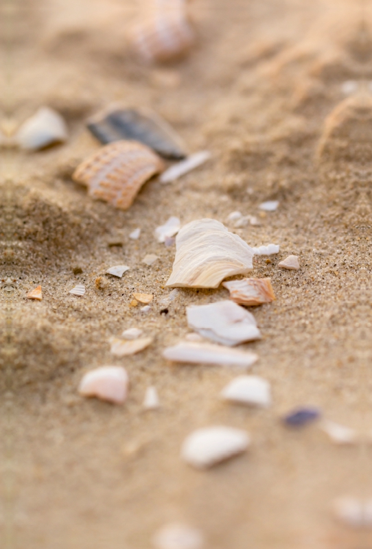 Muscheln im Sand der Nordsee