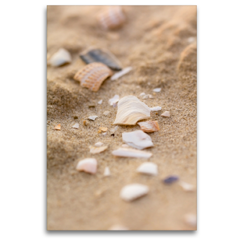 Muscheln im Sand der Nordsee