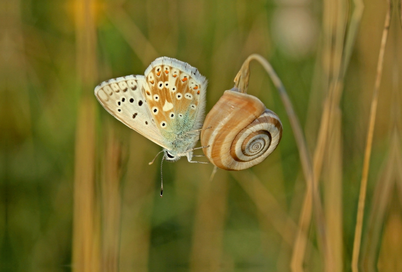 Westliche Heideschnecke (Helicella itala) mit Silbergrünem Bläuling (Polyommatus coridon)