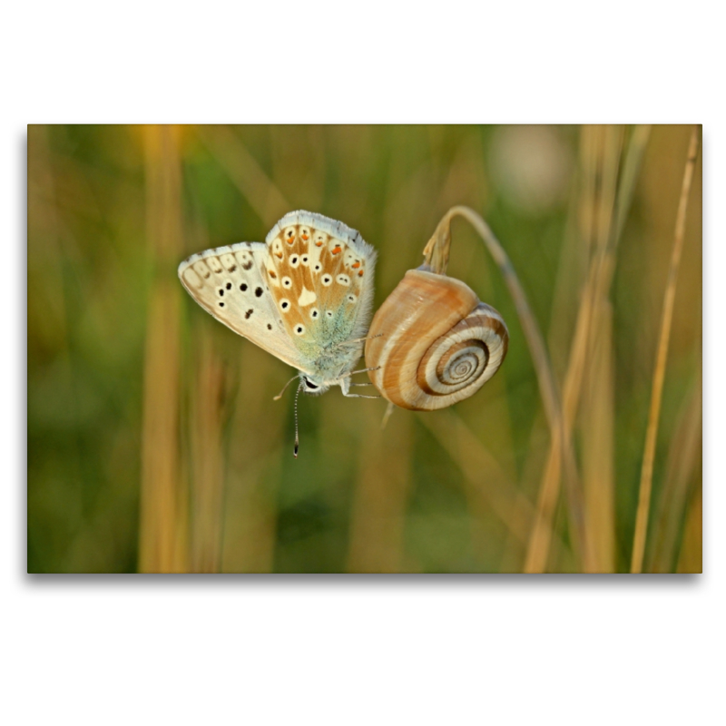 Westliche Heideschnecke (Helicella itala) mit Silbergrünem Bläuling (Polyommatus coridon)