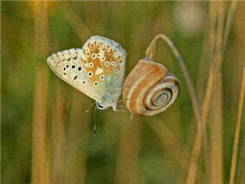 Westliche Heideschnecke (Helicella itala) mit Silbergrünem Bläuling (Polyommatus coridon)