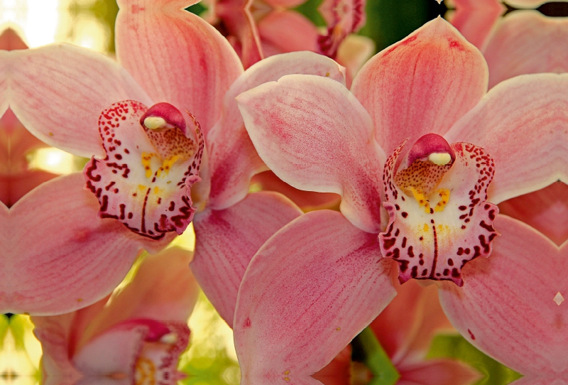 Orchideen