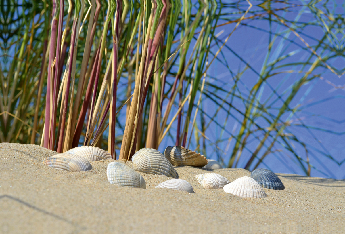 Muscheln in der Düne