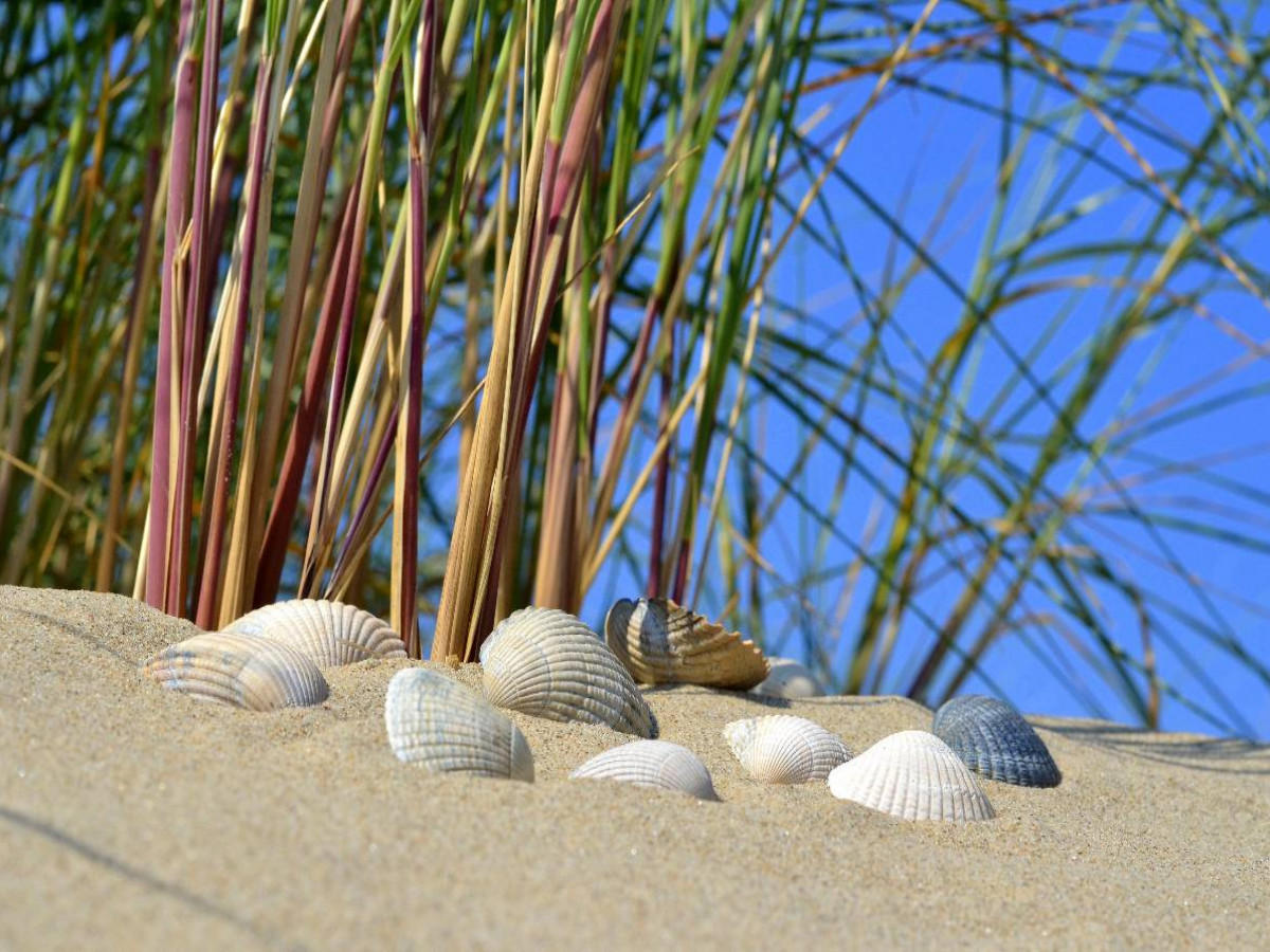 Muscheln in der Düne