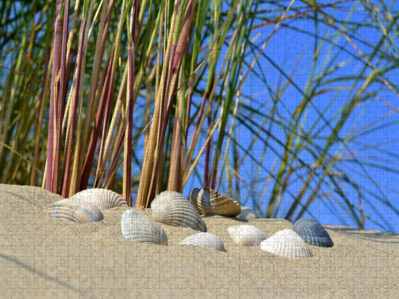 Muscheln in der Düne