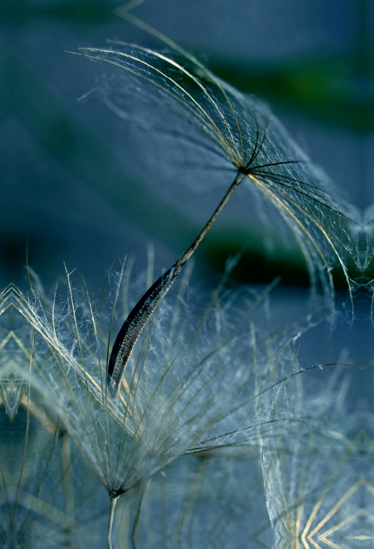 Wiesenbocksbart