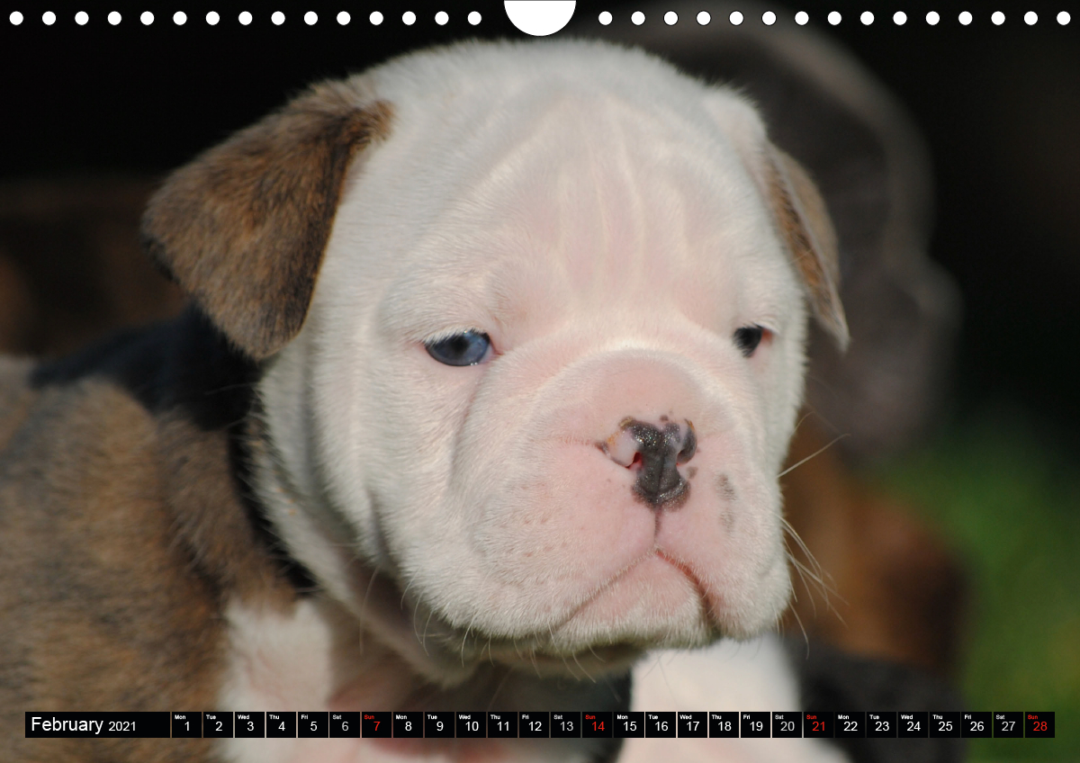 Bulldogs Old English Bulldog Puppies Calvendo