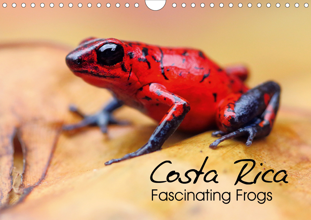 Costa Rica Fascinating Frogs CALVENDO