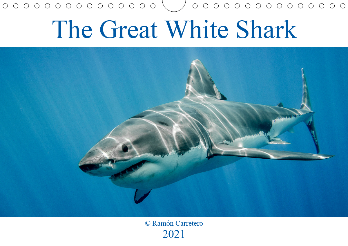 The Great White Shark: King of the Ocean - CALVENDO