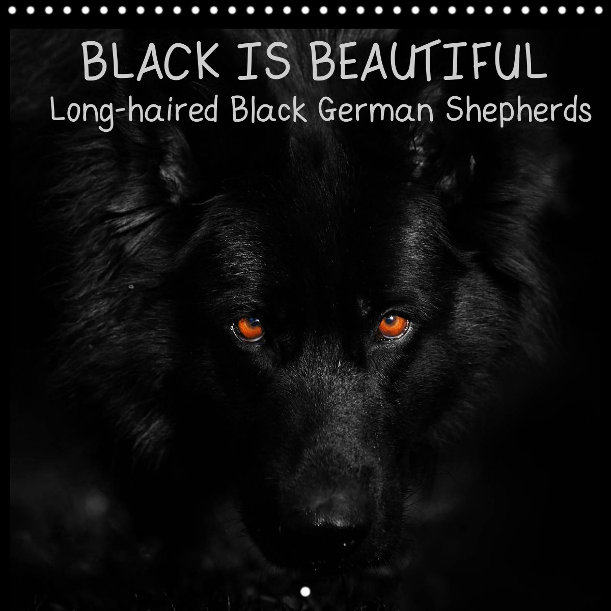 black long haired german shepherd