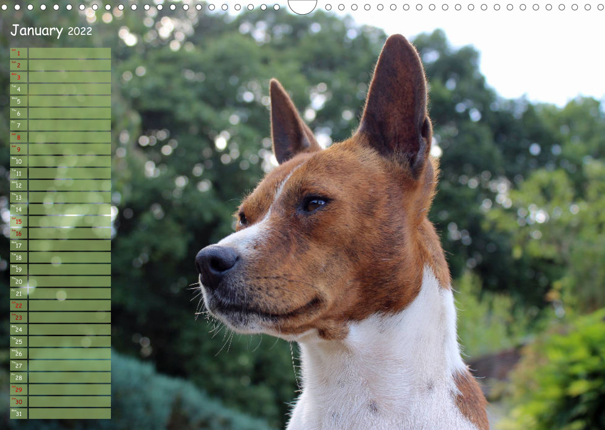 Basenji the African Barkless Dog CALVENDO