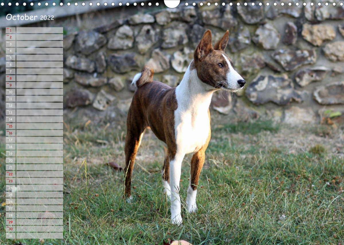 Basenji the African Barkless Dog CALVENDO