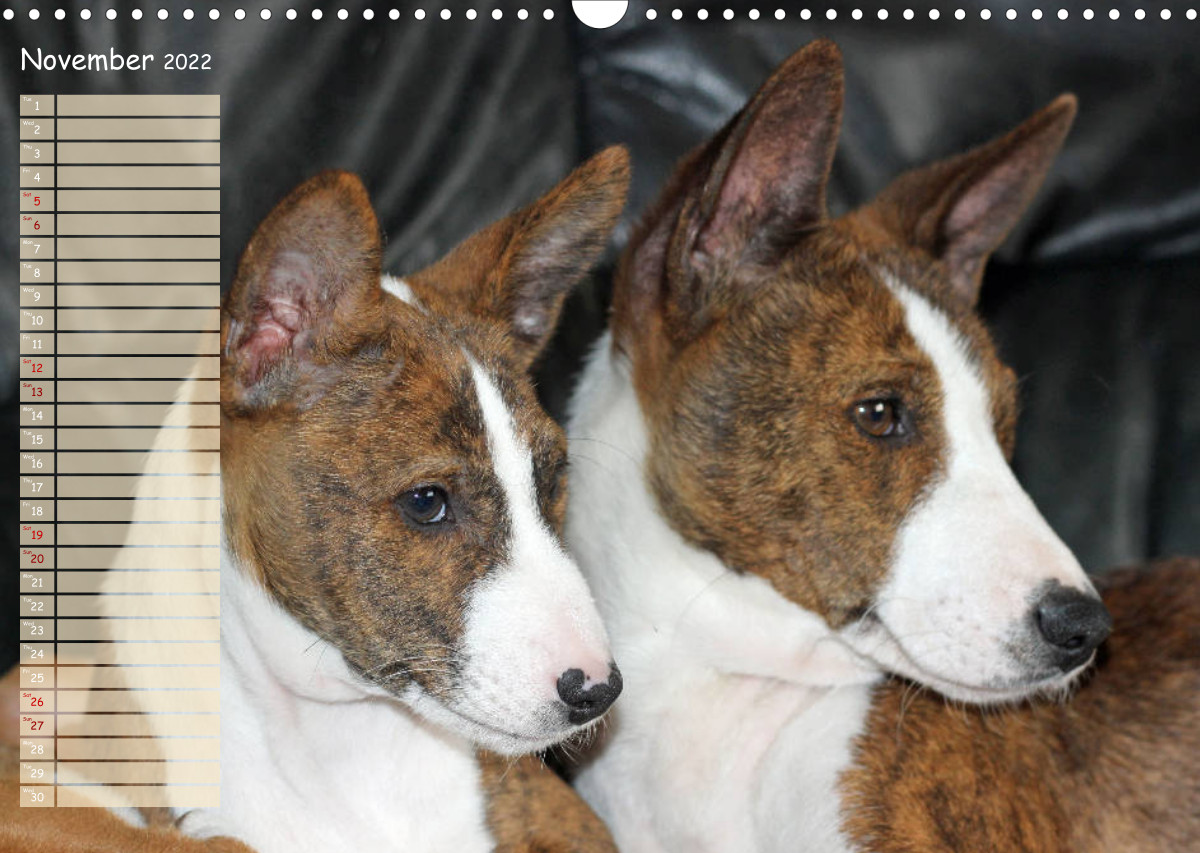 Basenji the African Barkless Dog CALVENDO