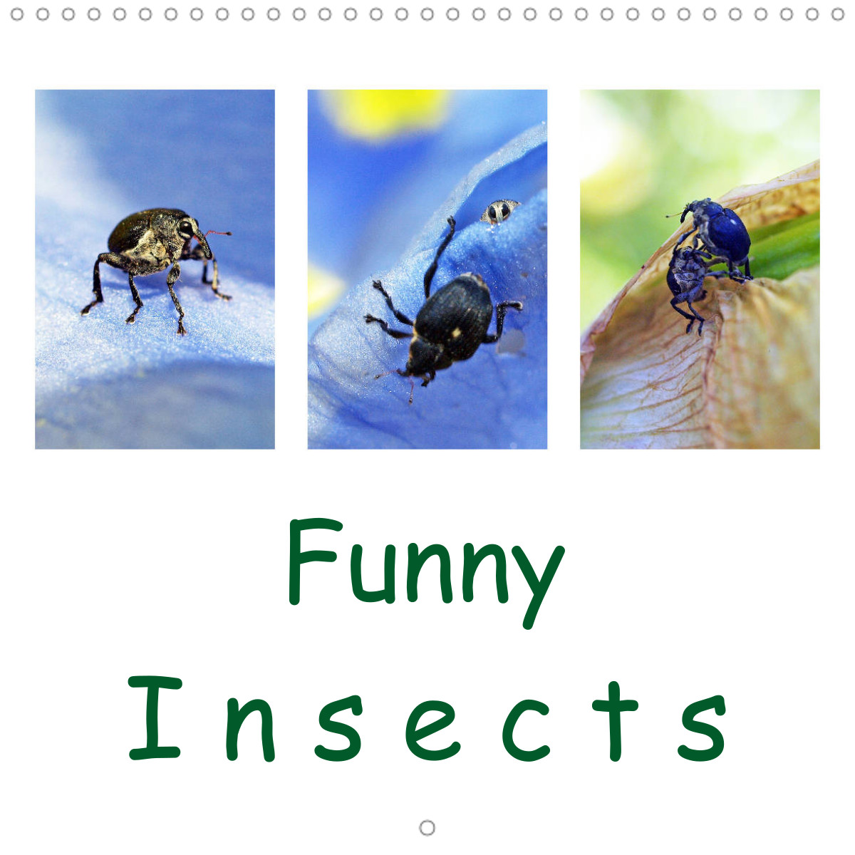 Funny Insects - CALVENDO