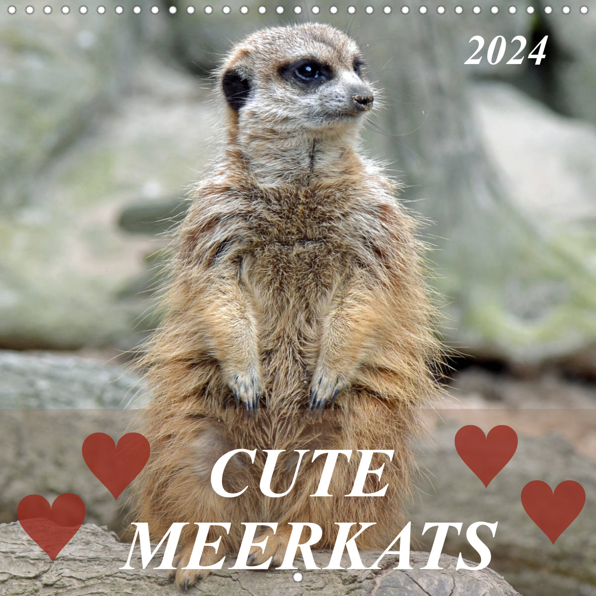 meerkats in love