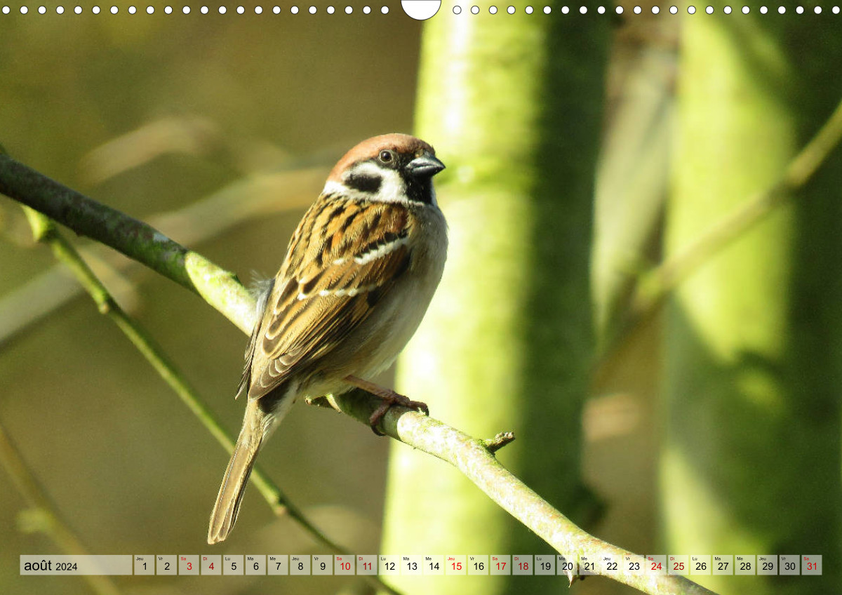 Calendrier 2024 - Magnifiquement sauvage – Bird In France